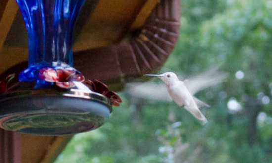 Leucistic Hummingbird - Earleville, Maryland, September, 2021