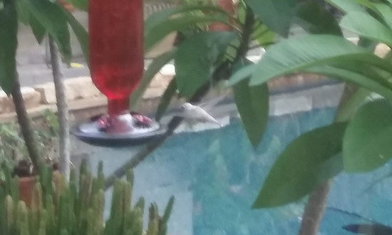 Leucistic hummingbird sighted for 7 days in Katy, Texas, September 28 - October 4, 2021
