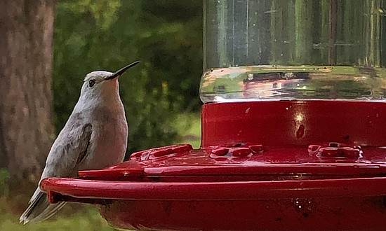 Leucistic hummingbird, Mt. Olive, Mississippi, October, 2021