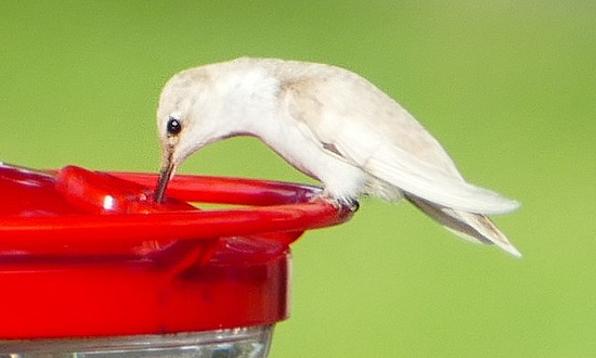 Leucistic hummingbird in Pearland, Texas, October 9, 2021
