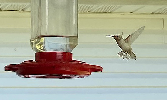Leucistic hummingbird, Pegram, TN, June 2022