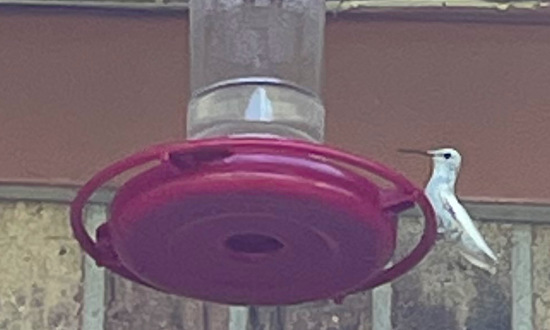 Leucistic Ruby-throated hummingbird, Santa Fe, Texas, September 25, 2022