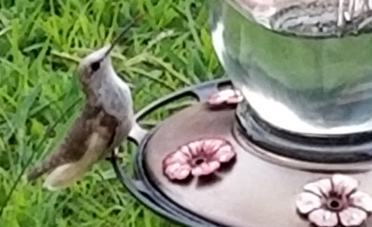 Leucistic Hummingbird, Shelby, North Carolina, July 2021