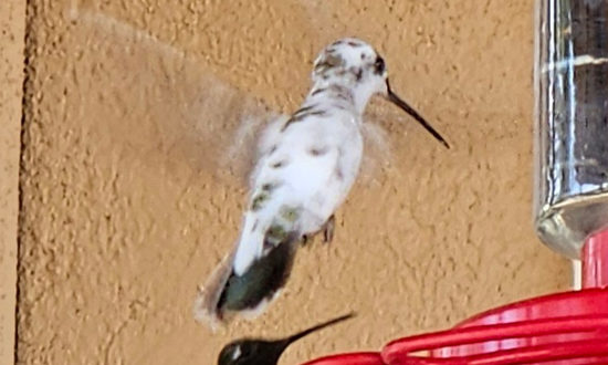 Pied Black-chinned hummingbird, Pena Blanca, New Mexico, June 23, 2024