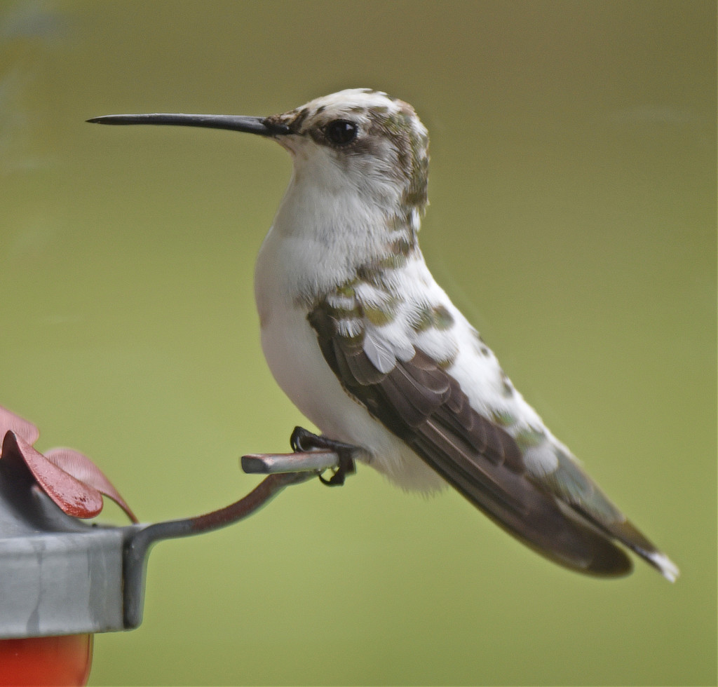 Pied Black-chinned Hummingbird sighted in Meers, Oklahoma