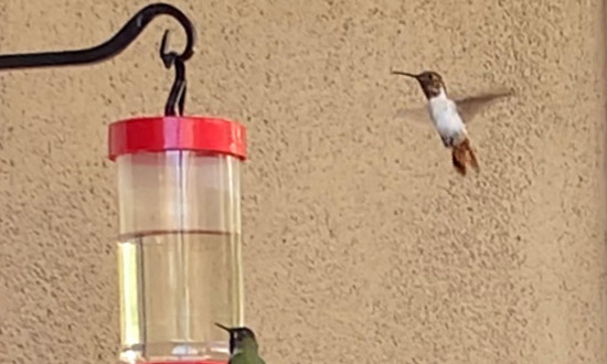 Pied Allen's or Rufous Hummingbird, San Diego, California, September, 2022