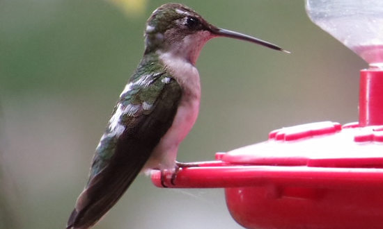 Pied Ruby-throated Hummingbird in Williamsburg, Virginia, June, 2021