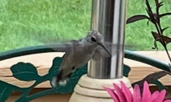 Pied hummingbird, DeWitt, Michigan, August, 2022