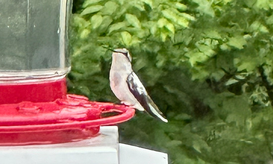 Pied Ruby-throated Hummingbird, Charleston, Illinois, June 1, 2024