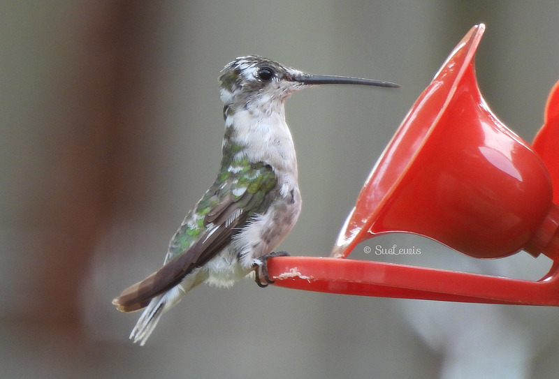 Pied Ruby-throated hummingbird, Irmo, South Carolina, August - September, 2022
