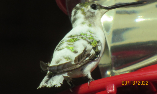Pied Ruby-throated Hummingbird, Kilgore, Texas, September, 2022