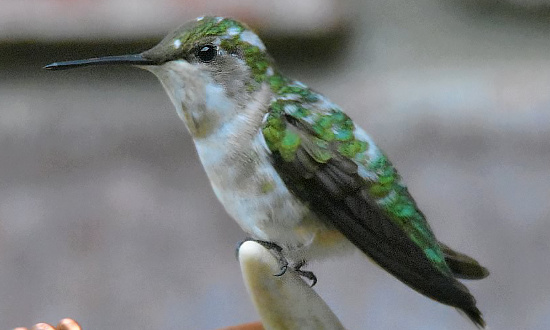 Pied Ruby-throated Hummingbird sighted in St. Francis, Minnesota, June, 2020