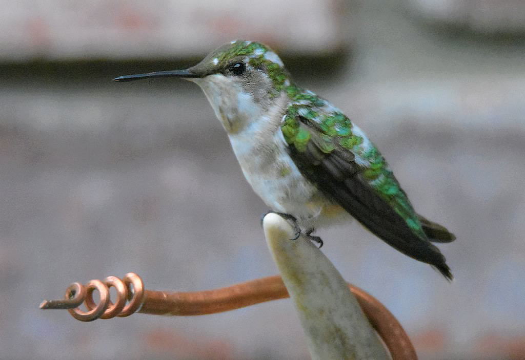 Pied Ruby-throated Hummingbird sighted in St. Francis, Minnesota, June, 2020