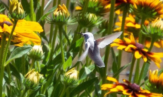 White Leucistic Hummingbird in Creswell, Oregon, in July of 2021