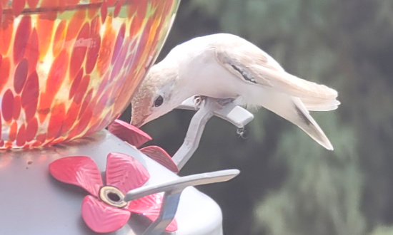 Leucistic female Anna's Hummingbird - Hemet, California - February 26, 2021