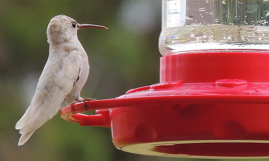 White Hummingbird - Liberty Hill, Texas - Seen at feeders every day for over a week in late June of 2020