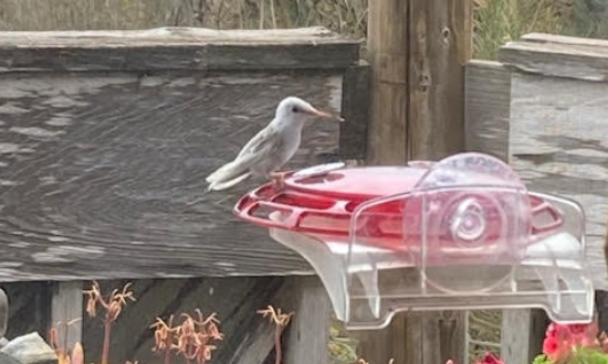White hummingbird, Watsonville, California, April, 2022
