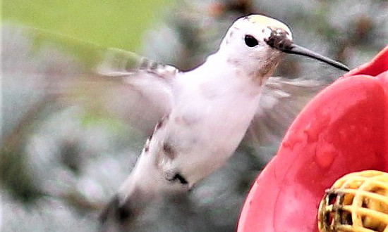 White Ruby-throated Hummingbird - Winona, Texas, August 21, 2019